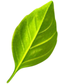 Thai element